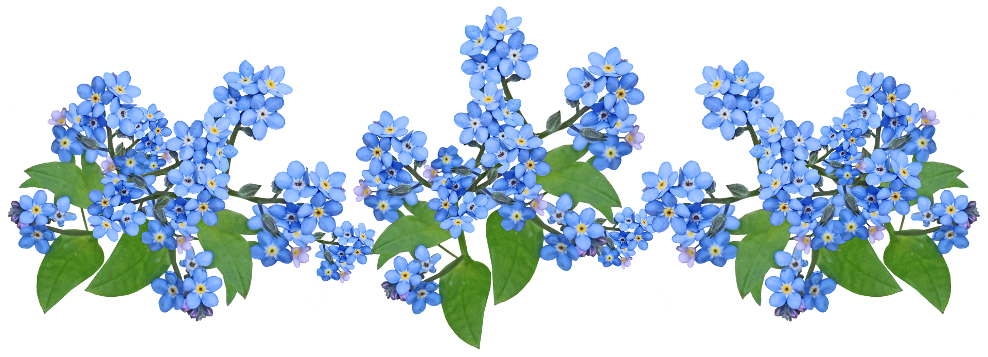 精美鲜花抠图之四（ 100款）