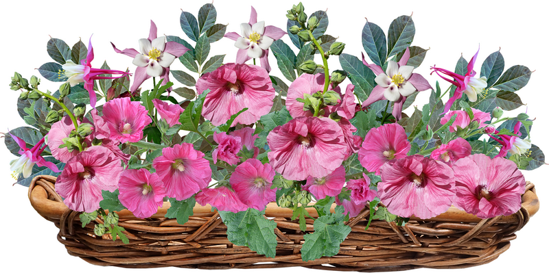 flowers-4239010_1920_调整大小.png