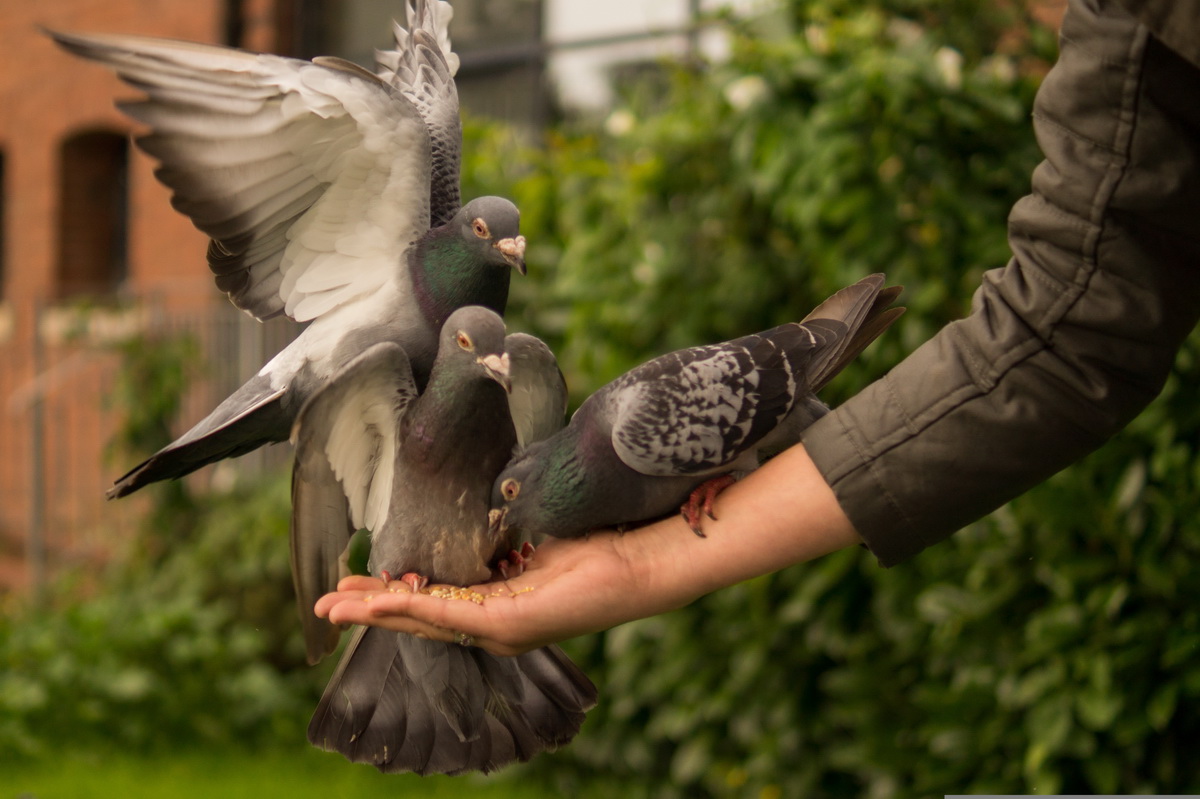 pigeon-943273_调整大小.jpg
