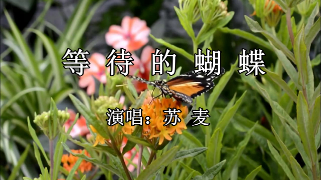 照片视频相册-等待的蝴蝶