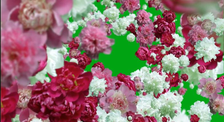 绿屏素材 最新鲜花转场27款
