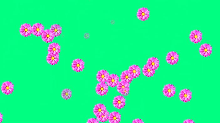 鲜花飘1.JPG