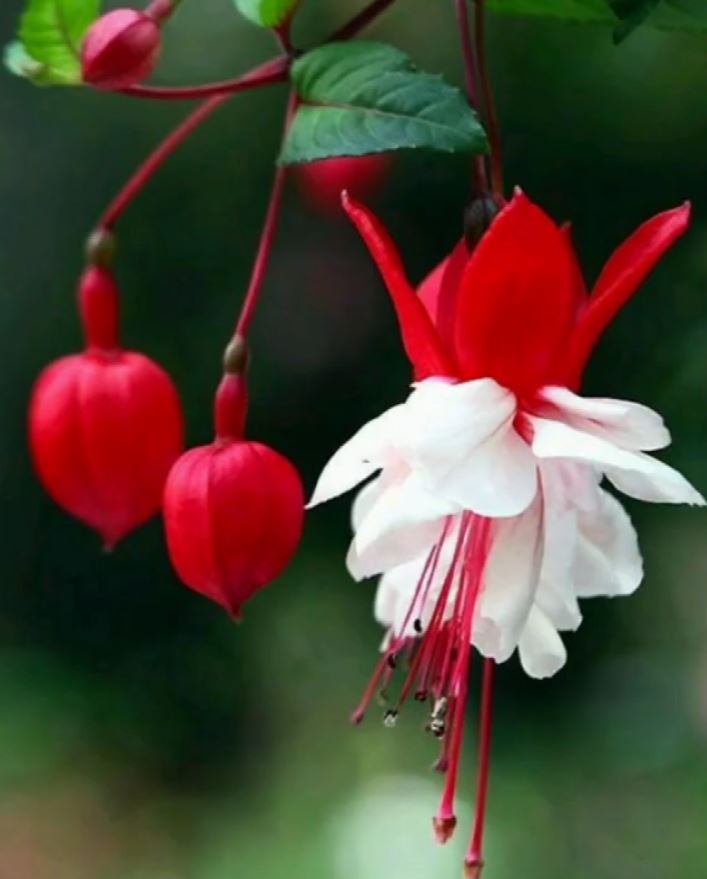 手机素材 鲜花芳菲160+图