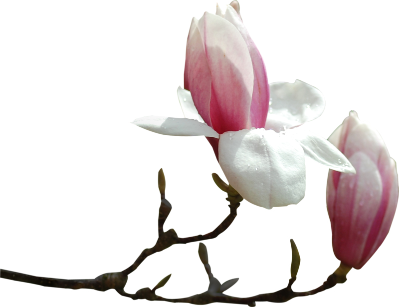 0_89c23_8b75312_XL.jpg.png