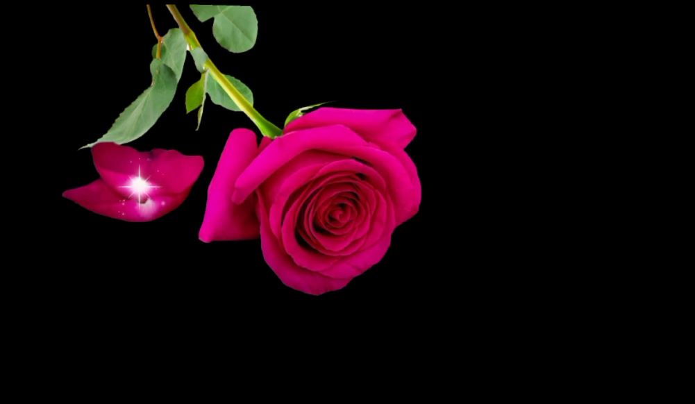 2025绿屏覆盖 花朵纷纭-3-38款