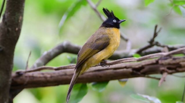 实拍素材鸟雀种种50+款