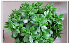 我家里的花花（6P）