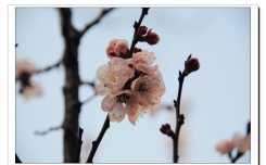 春天桃花儿开（10P）