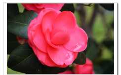 2018茶花开（8P）
