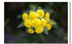 小菊花（8P）