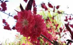 春暖玉渊潭（樱花节）