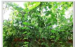 家里种的植物请你猜猜它叫啥之二（8P）