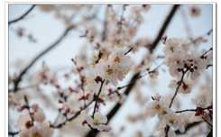 乡村路边桃花（10P）