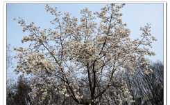 南京花卉园—白玉兰（8P）
