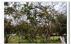 南京花卉园—茶花（10P）