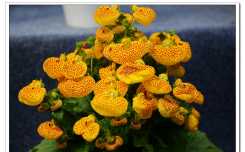 莫愁湖花卉馆之五（10P）