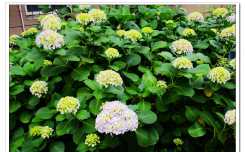 绣球花儿开（10P）