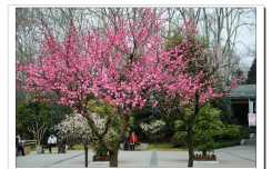 梅花山看梅花(三)（9P）