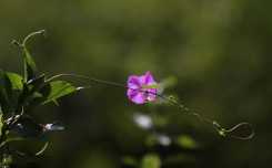 花花一组（5P）